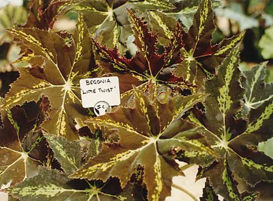 B. ‘Lime Twist’